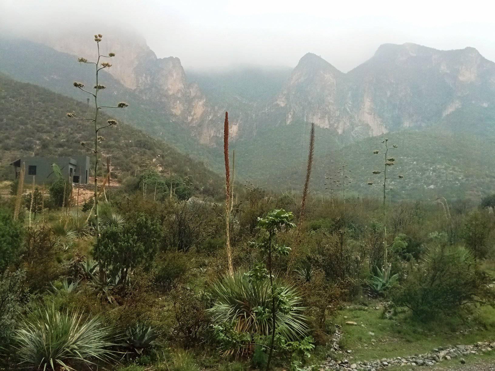 Avanza recuperación de Sierra Zapalinamé
