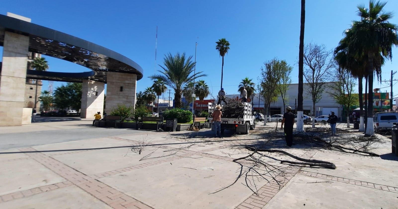 Por plaga retiran 5 árboles de plaza