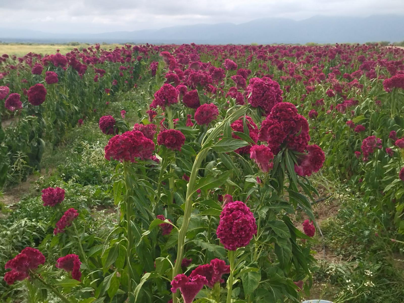 Revisten flores moradas sembradíos de Lamadrid