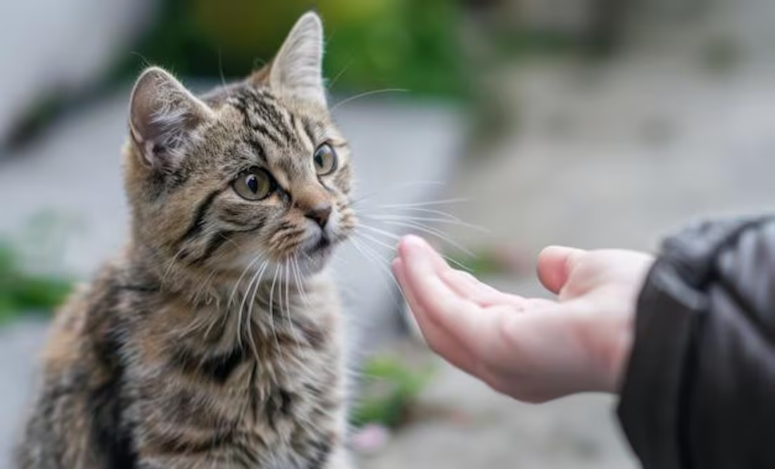 Estos son los gestos que entienden los gatos, según estudio científico