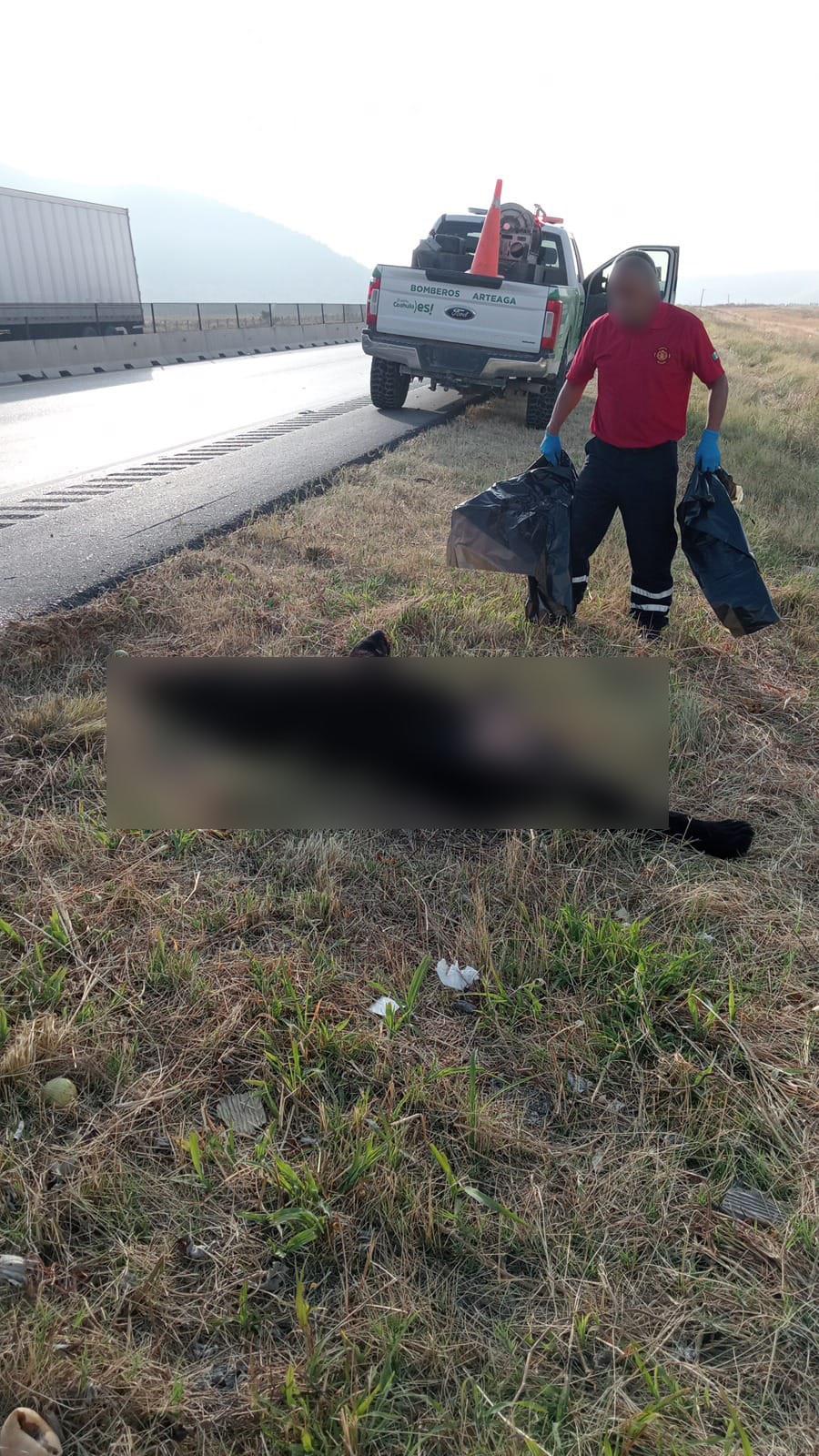 Muere oso negro al intentar cruzar la 57