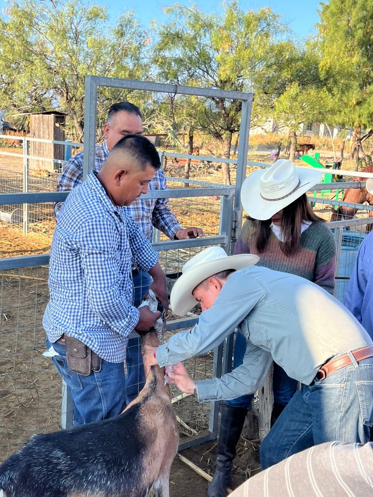 Arranca vacunación de ganado en Sombrerete