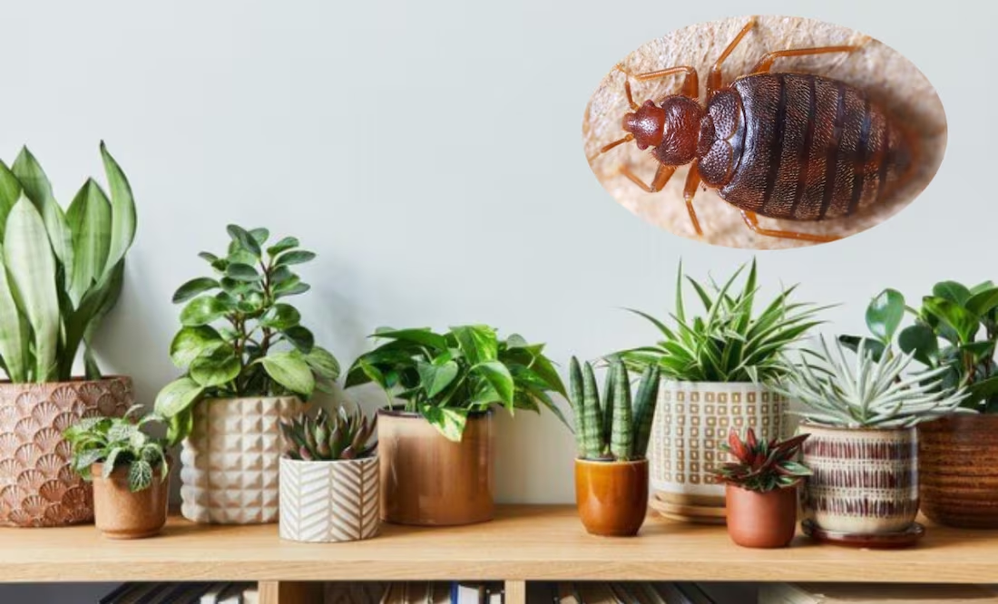 3 plantas para alejar las chinches de tu hogar; descubre su grandes beneficios