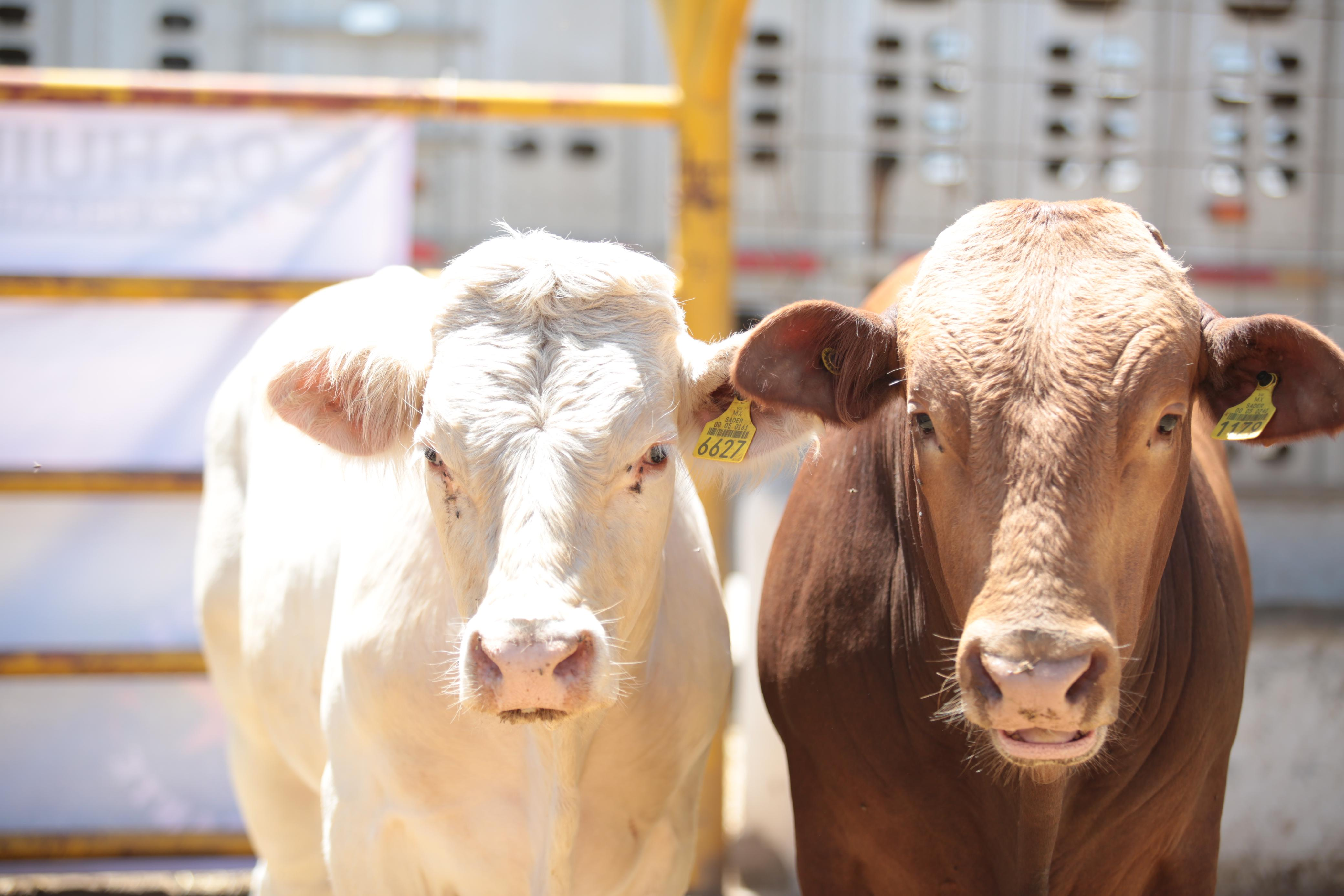 Reacciona Coahuila ante contengencia zoosanitaria en el sur del país