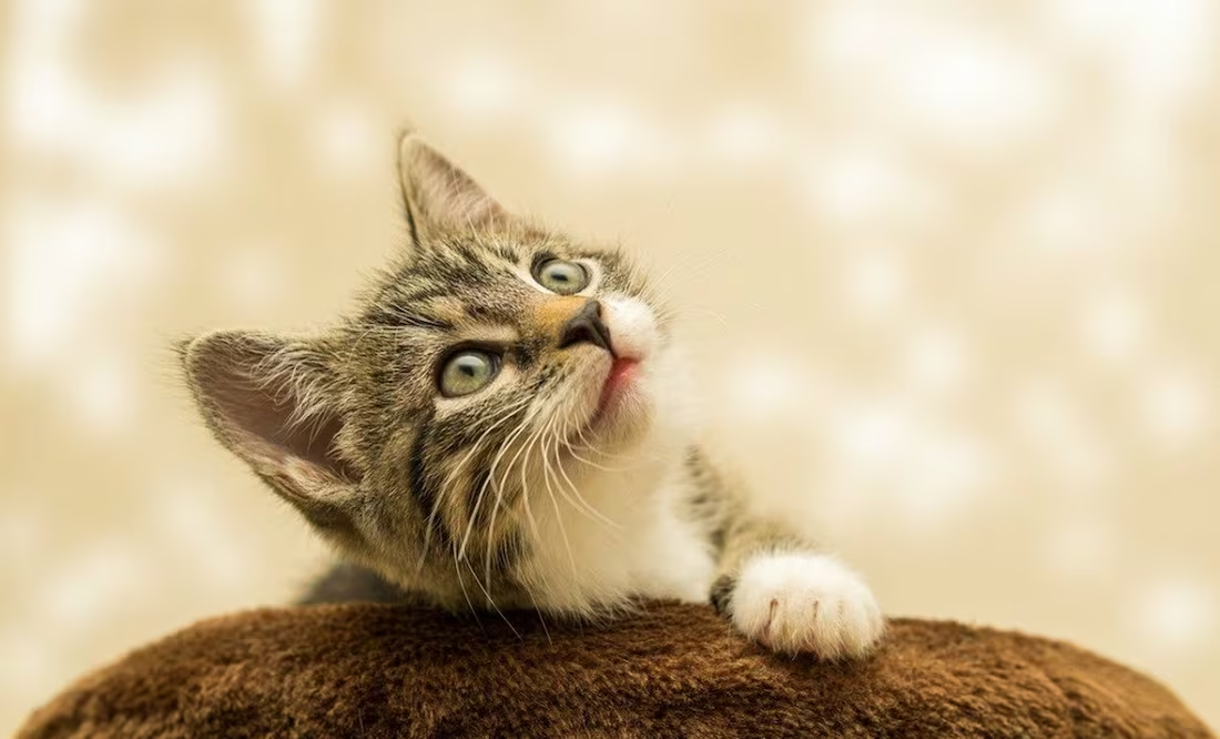 El secreto para evitar que los gatos se estresen durante una mudanza; ten en cuenta estas medidas