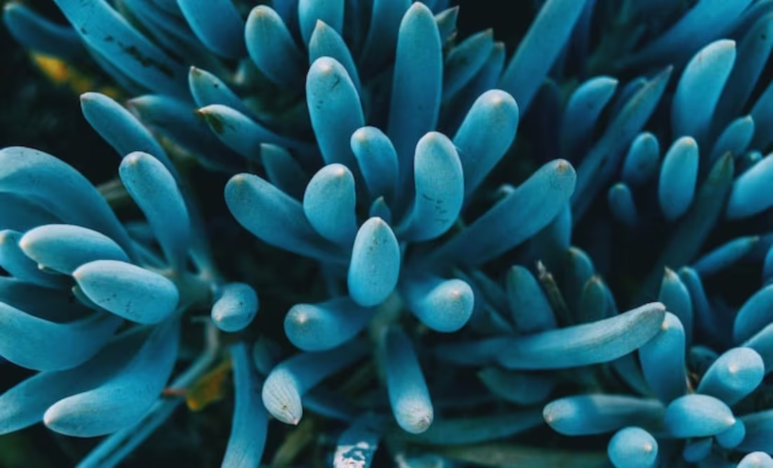 Científicos descubren la planta ideal para combatir el cambio climático en los océanos; elimina el CO2