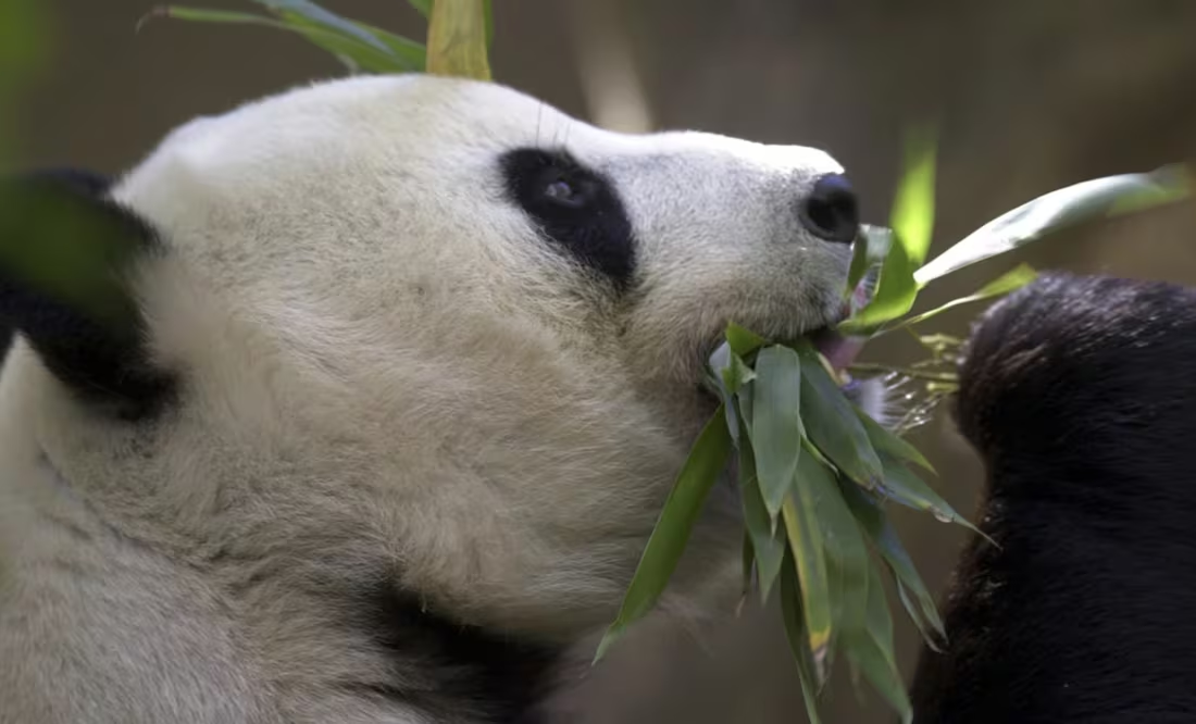Dinero que paga EU a China por los pandas no va a conservación, según NYT; se invirtió en construcción de edificios, aseguran