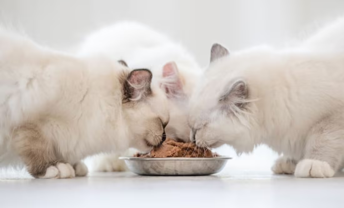 ¿Qué tan saludable es la comida húmeda para los gatos?; la respuesta de una veterinaria
