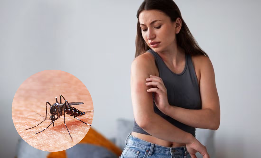 Ahuyenta a los mosquitos con esta poderosa planta; su olor acabará con las molestias