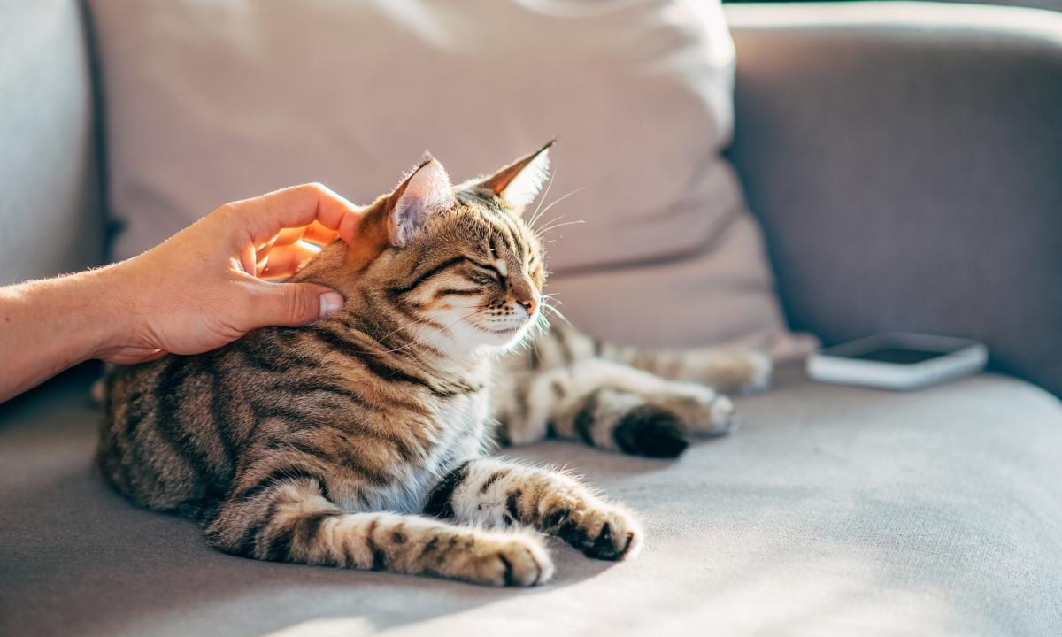 ¿Cuántos años vive un gato y cómo saber su edad ?