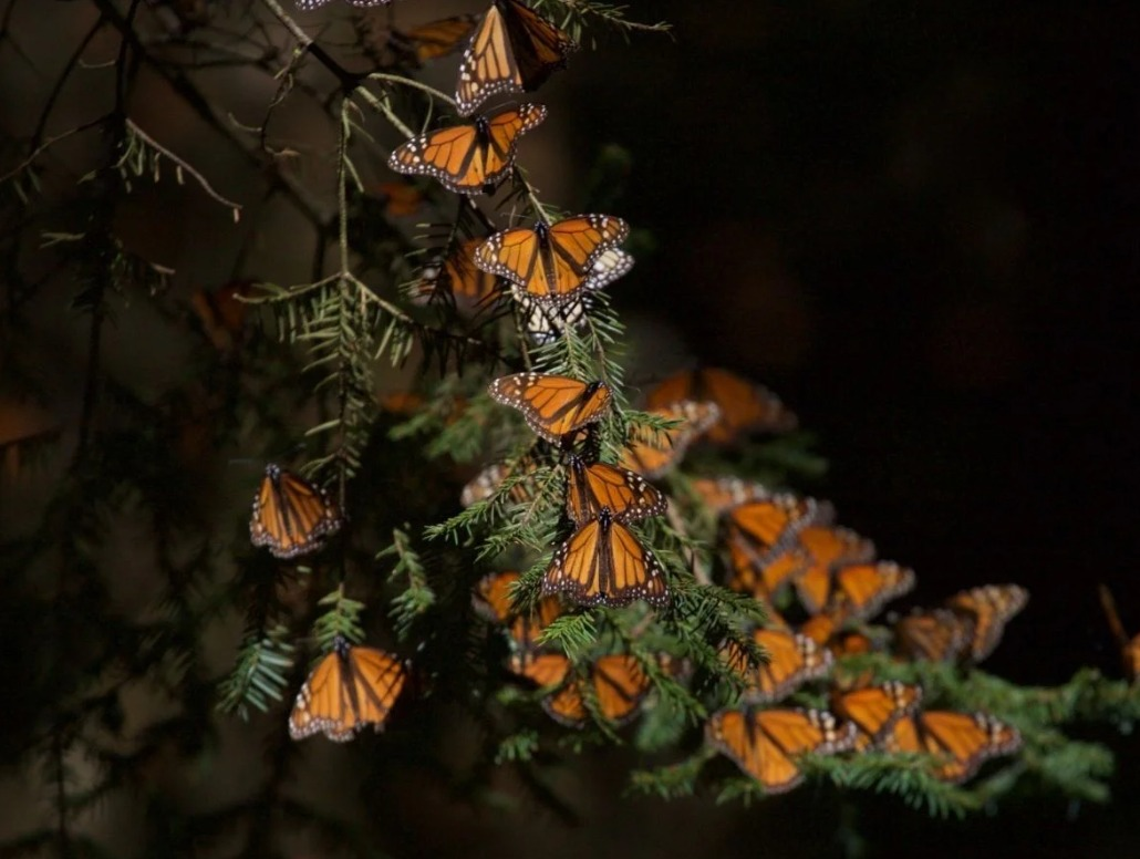 Santuarios de mariposas monarca abren sus puertas en Edomex y Michoacán