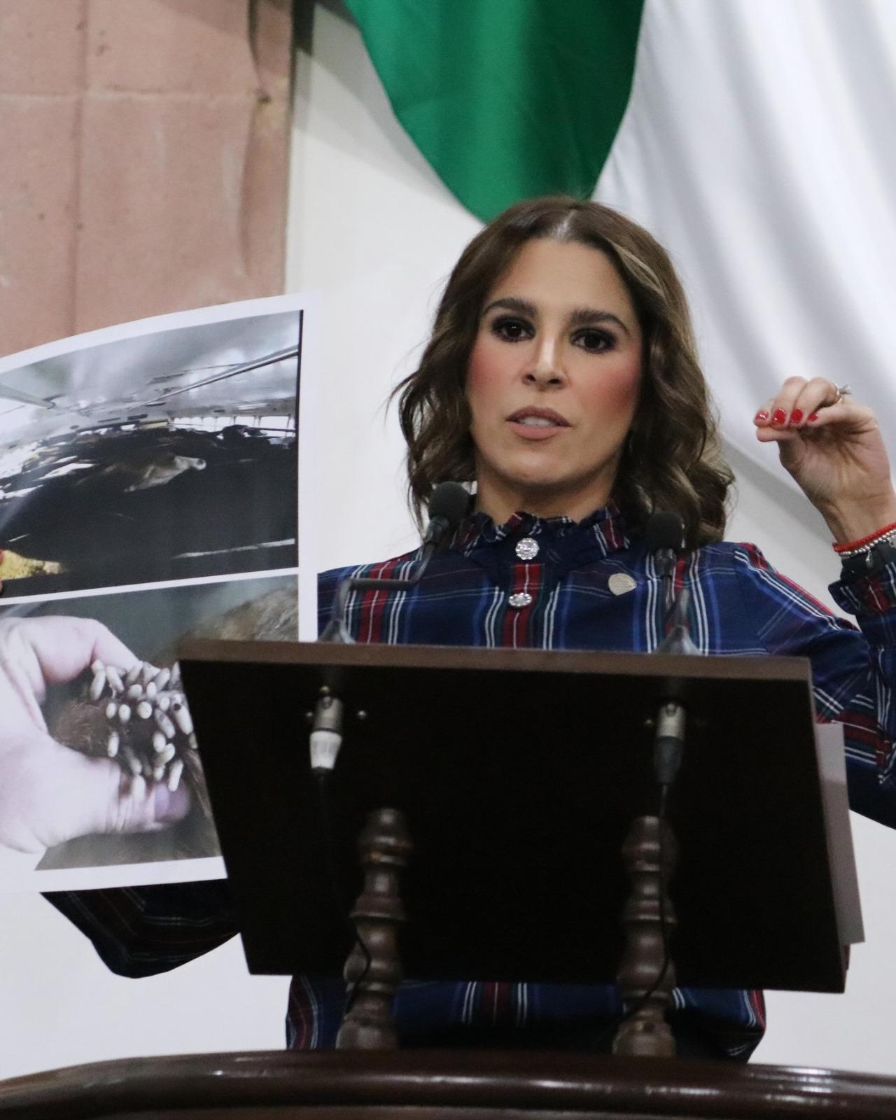 Exige Diputada medidas contra gusano barrenador