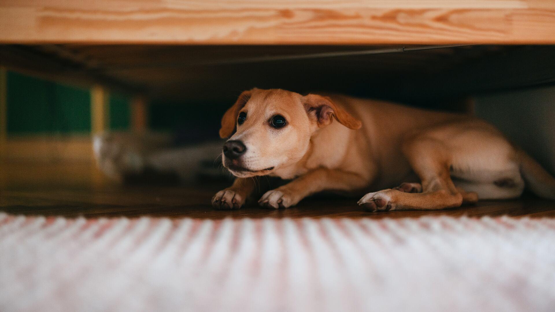 Pirotecnia en Saltillo afecta a las mascotas