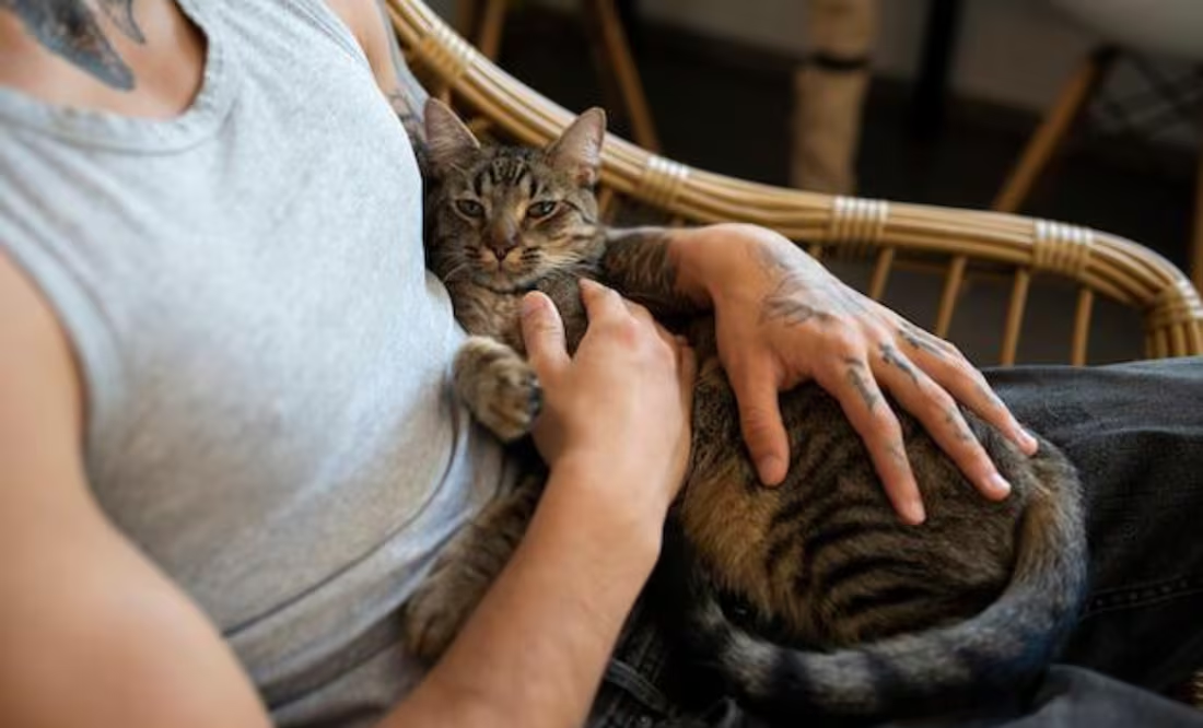 Especialistas revelan el motivo por el que los gatos mueven la cola cuando los acarician