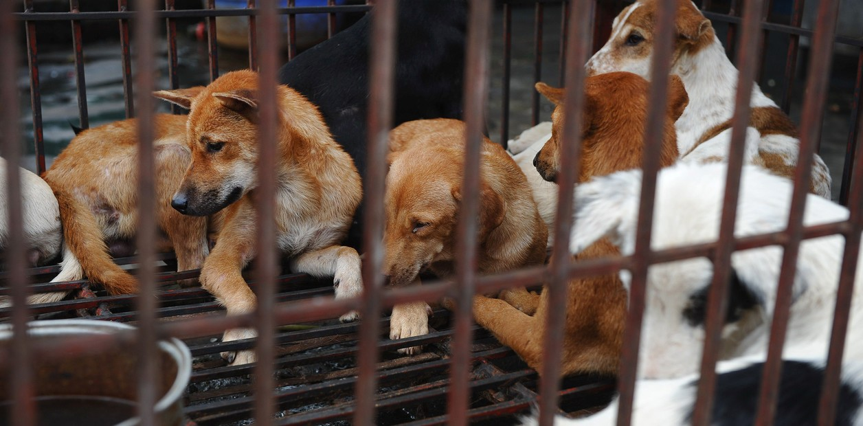 Dueño de un restaurante de carne de perro muere de rabia… literalmente