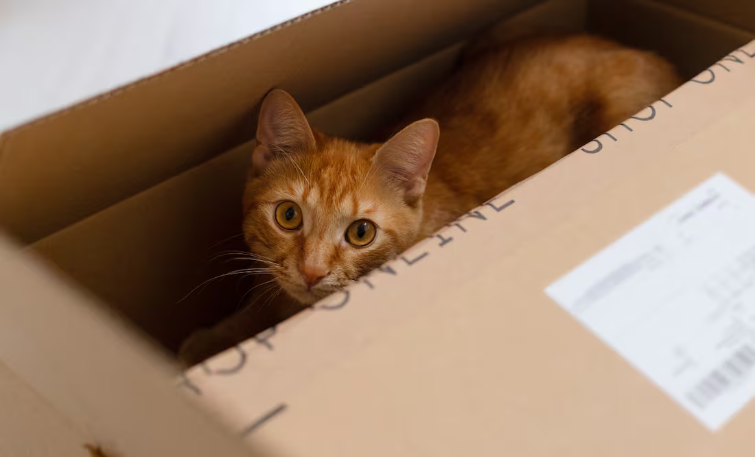 ¿Por qué los gatos aman las cajas de cartón?; la explicación detrás de este curioso comportamiento