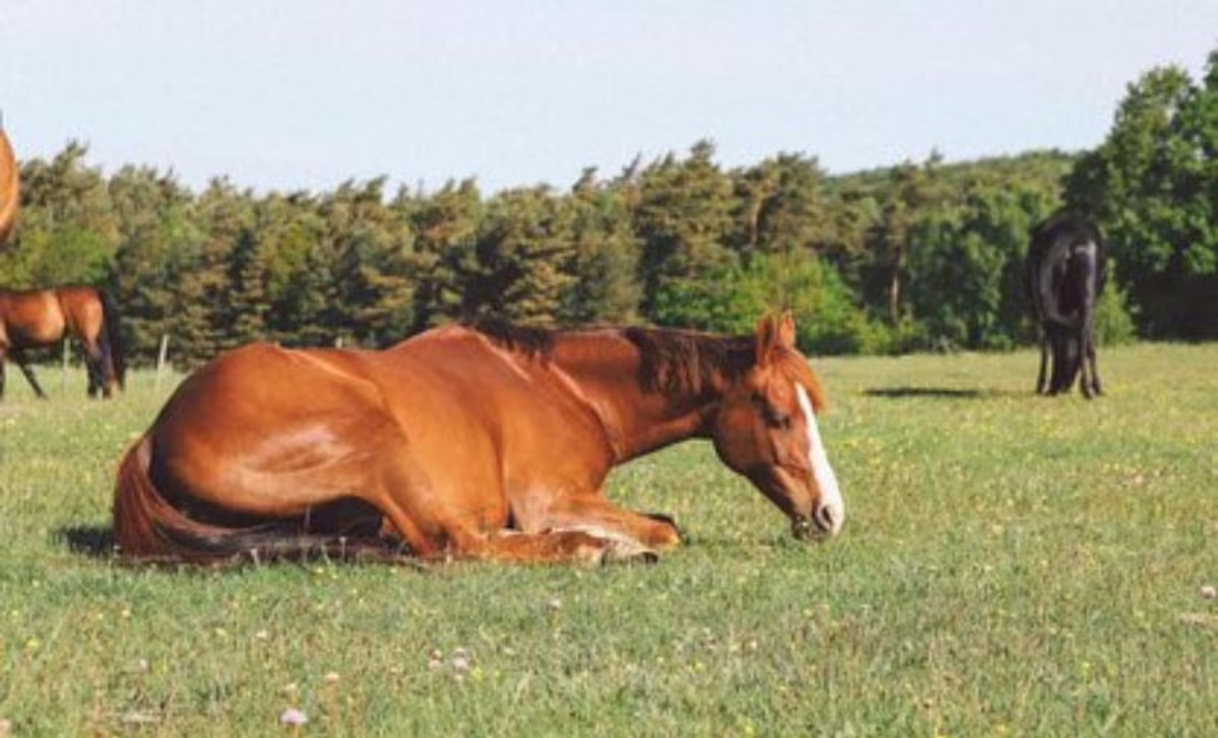 Así es como duermen de verdad los caballos; descubre qué es lo que dice una bióloga