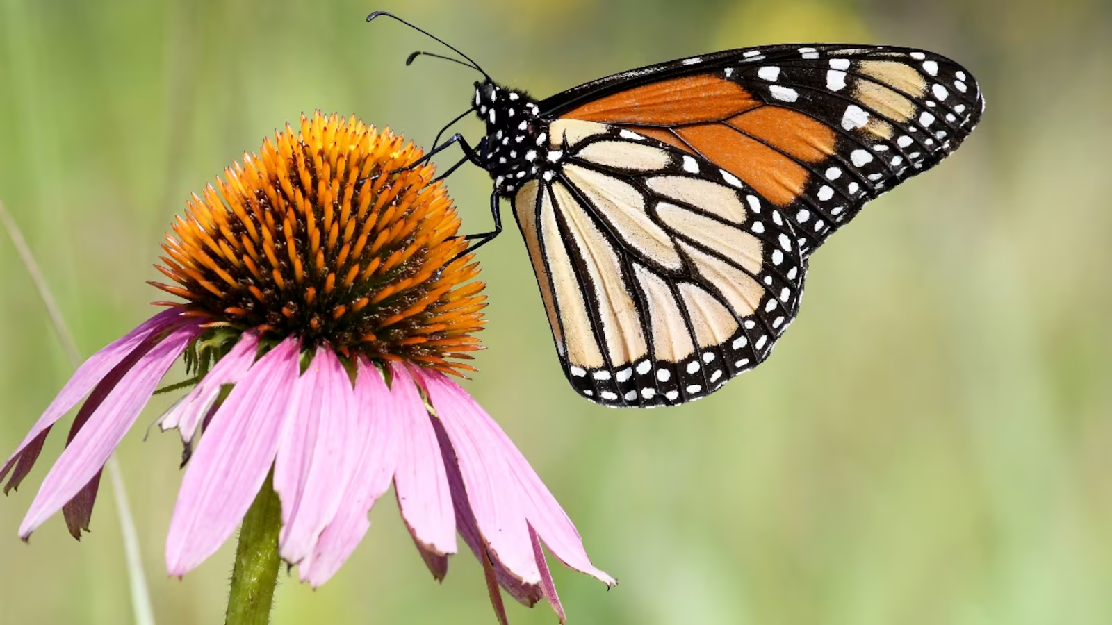 EU propone registrar a la mariposa monarca como especie amenazada