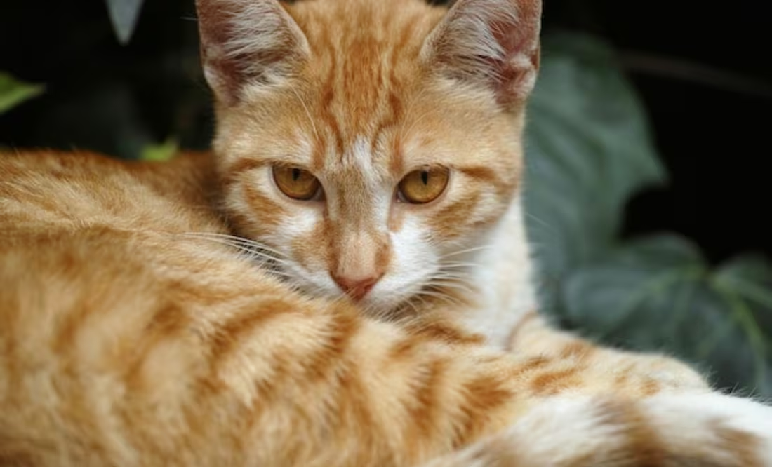 ¿Por qué algunos gatos son de color naranja?; la respuesta de la ciencia