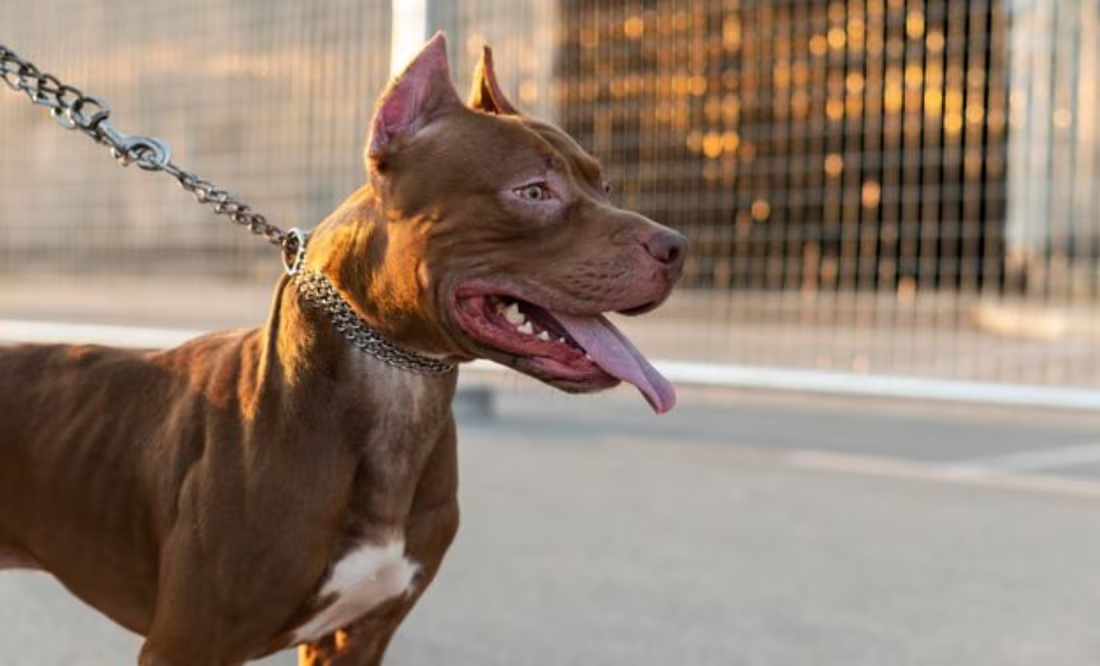 Estos son los mejores nombres para perros de raza pitbull; adiestradora canina lo explica