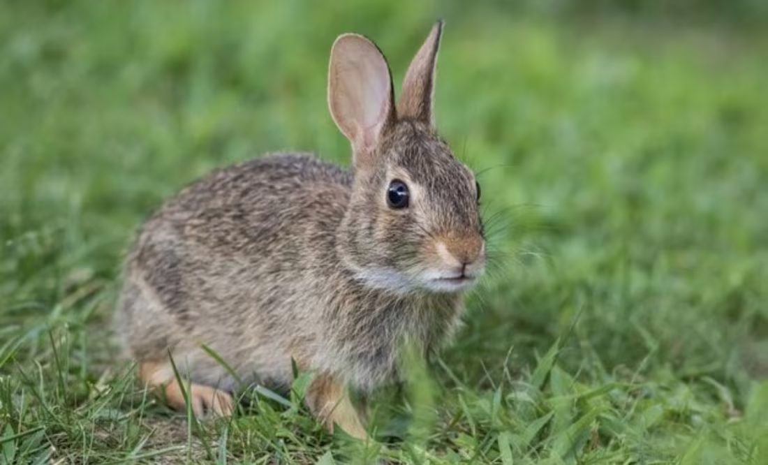 Nombres originales para conejos, según adiestradora canina; ¿cuál es el mejor para tu mascota?