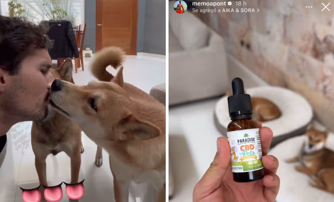 Memo Aponte rompe el silencio tras ser acusado de dr*gar a sus perros; «les doy gotas de uso veterinario»