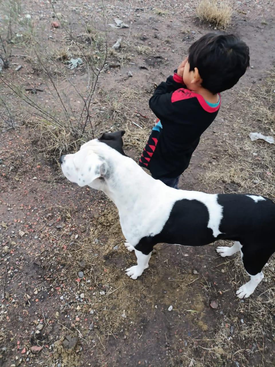 Caminaba solito en vía pública niño de 4 años