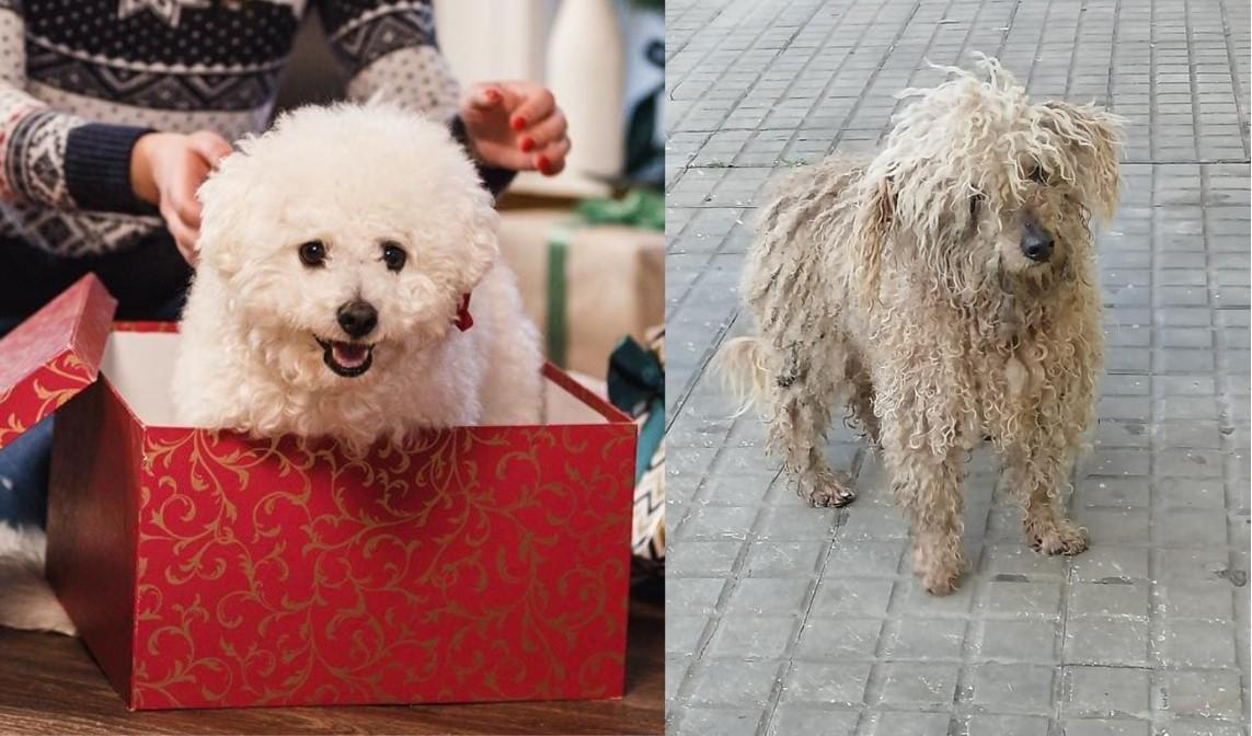 ‘Regalar mascotas se debe hacer responsablemente’