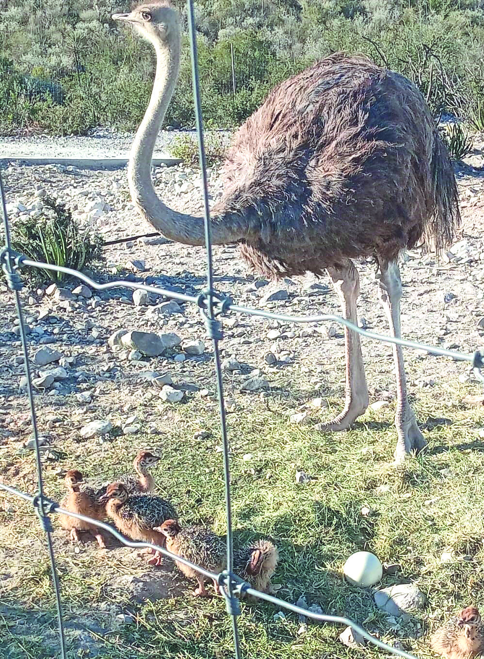Nacen en zoológico 7 crías de avestruz