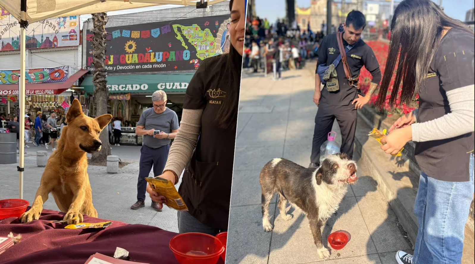 ‘Perritos peregrinos’ reciben agua, comida y vacunas en la Basílica de Guadalupe