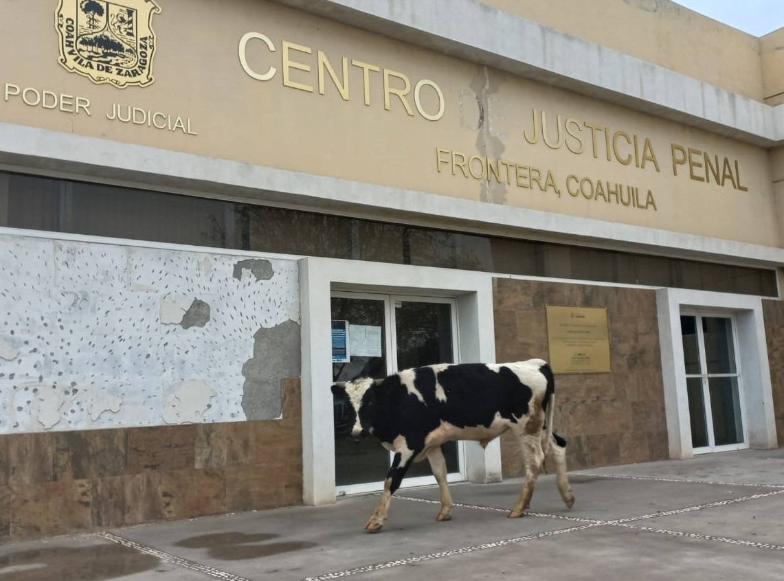 Ofrece militar vaca y terreno por violación