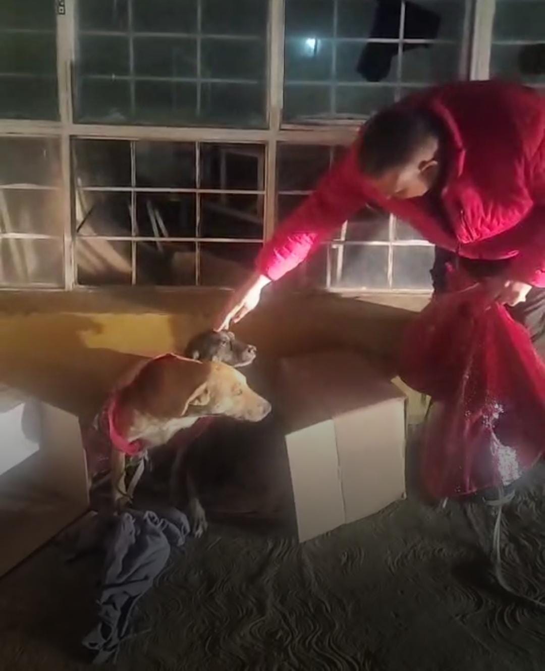 Arropan “Los amigos del Doc” a perros callejeros
