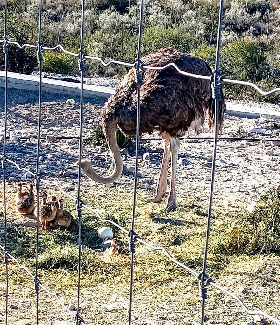 Mueren 6 avestruces bebés en Ecoparque