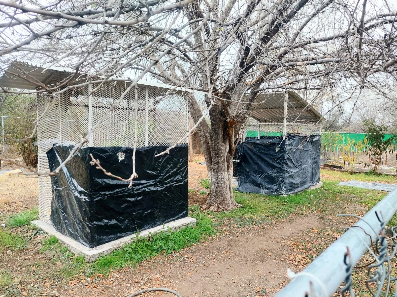 Protegen animales del zoológico con lonas