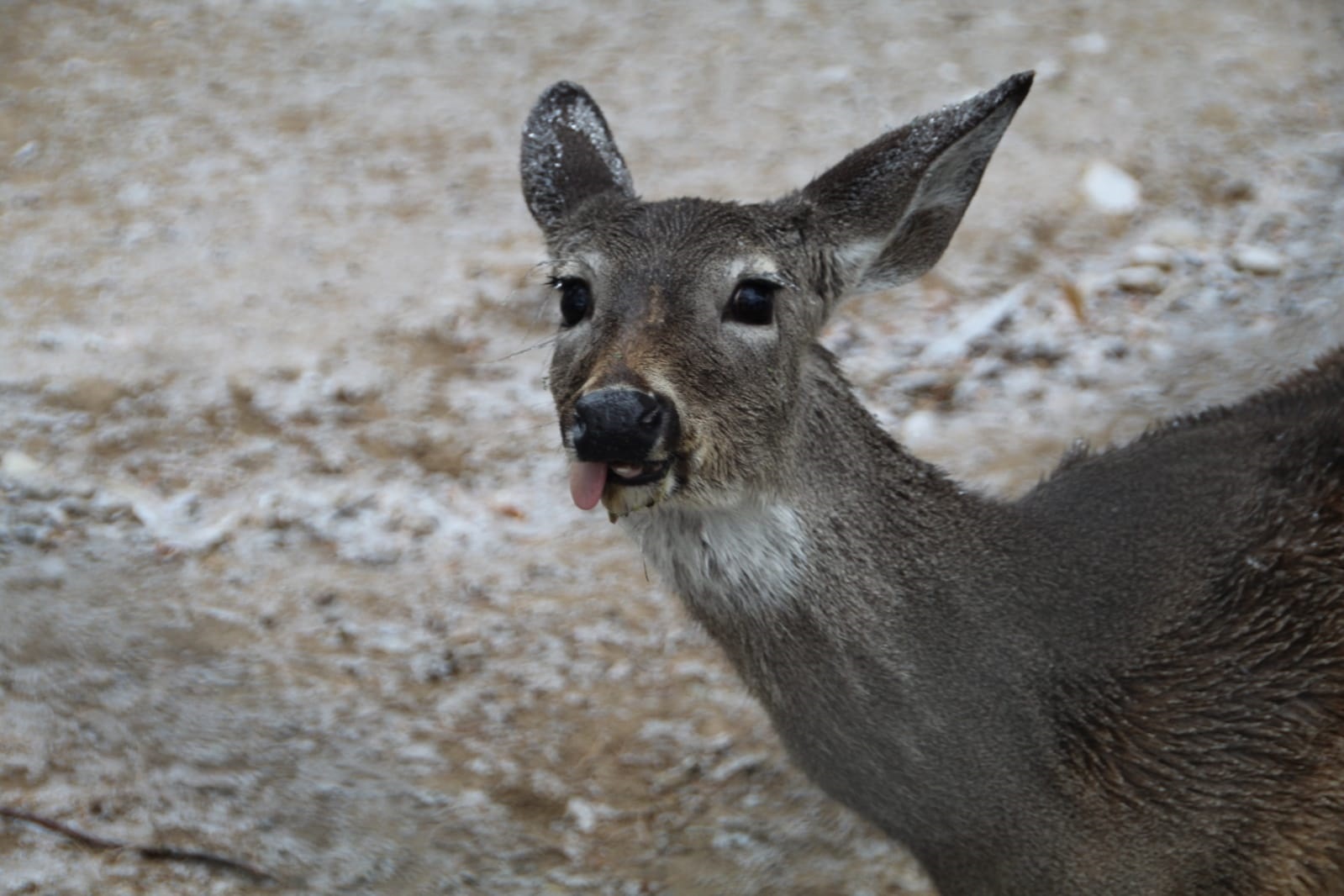 Resguarda el Ecoparque animales del intenso frio