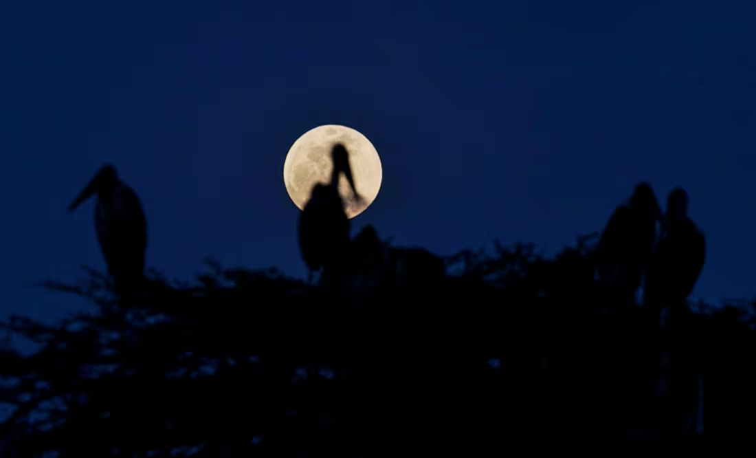 Eclipse Lunar 2025 en México: ¿Cómo afecta a los animales este fenómeno astronómico?