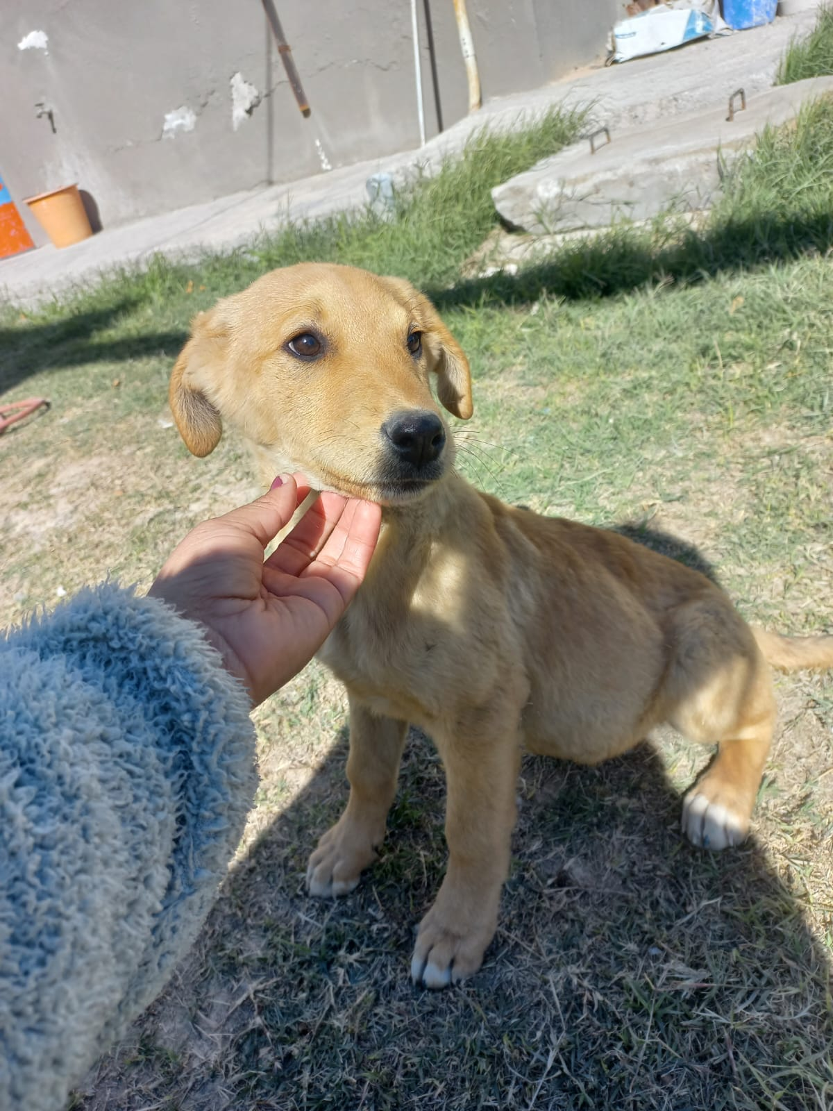 Frontera con orden y rumbo en la protección de los animales ante bajas temperaturas