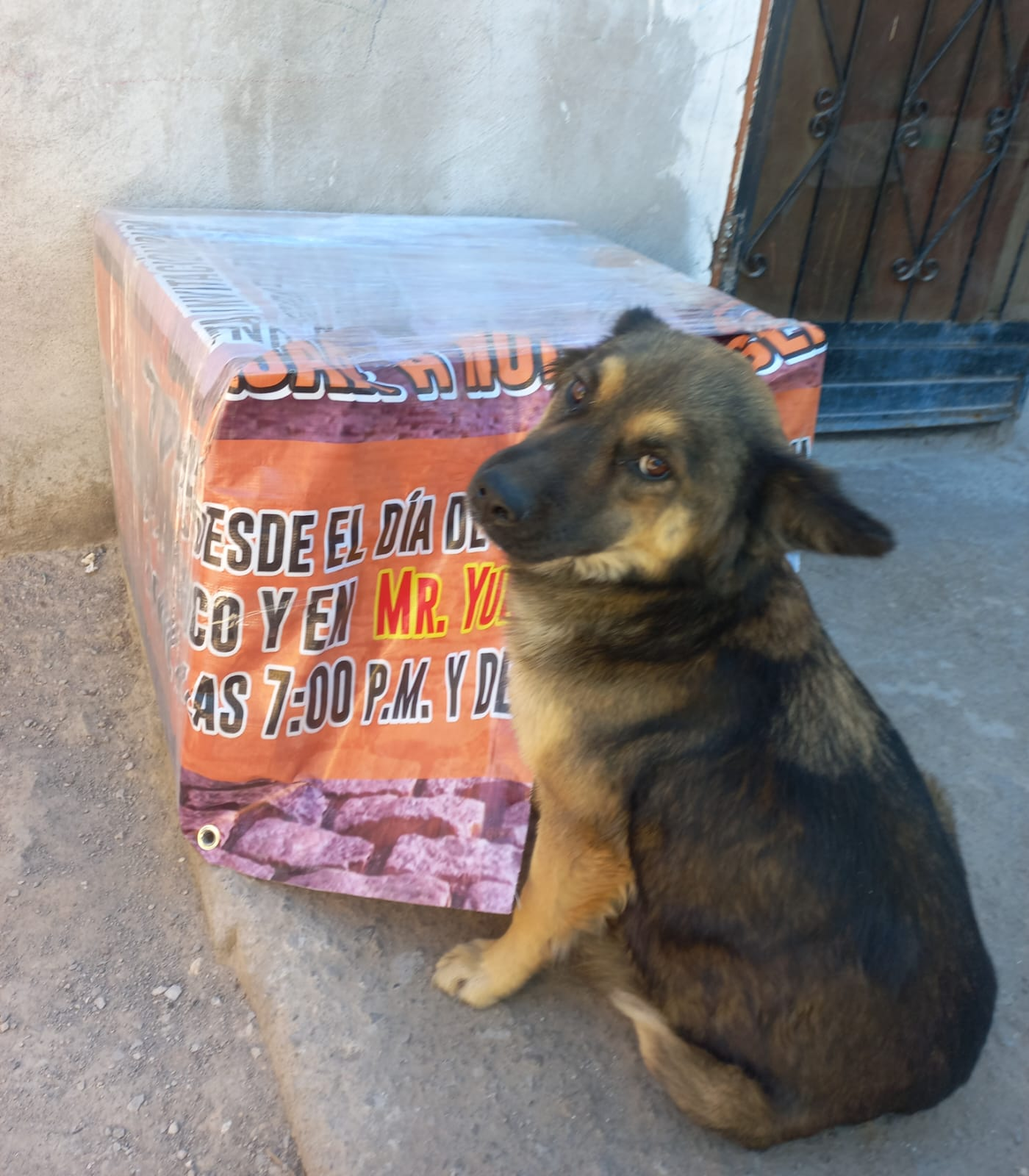 Frontera con orden y rumbo en la protección de los animales ante bajas temperaturas