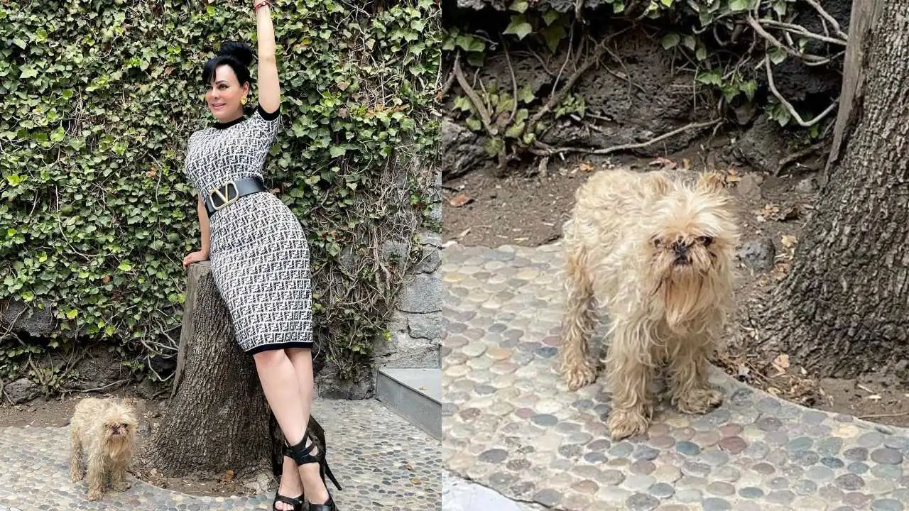 Usuarios viralizan al perro de Maribel Guardia; cuestionan su capacidad para atender a su nieto: «¿cómo va a cuidar a un menor así?»