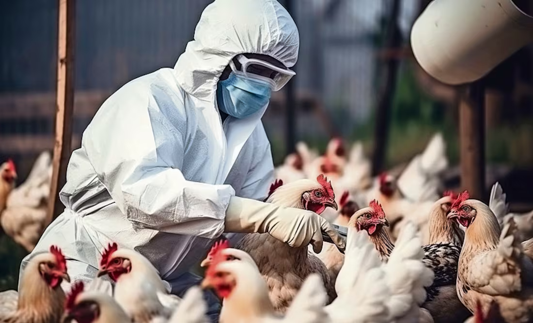 Debemos estar vigilantes del virus de influenza H5N1