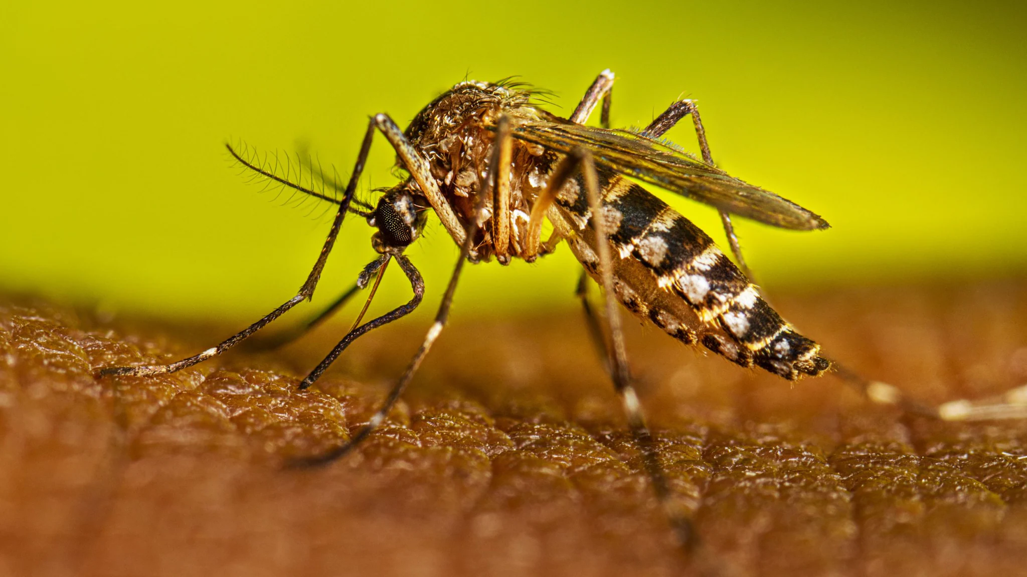 Advierten mayor riesgo de dengue en Coahuila