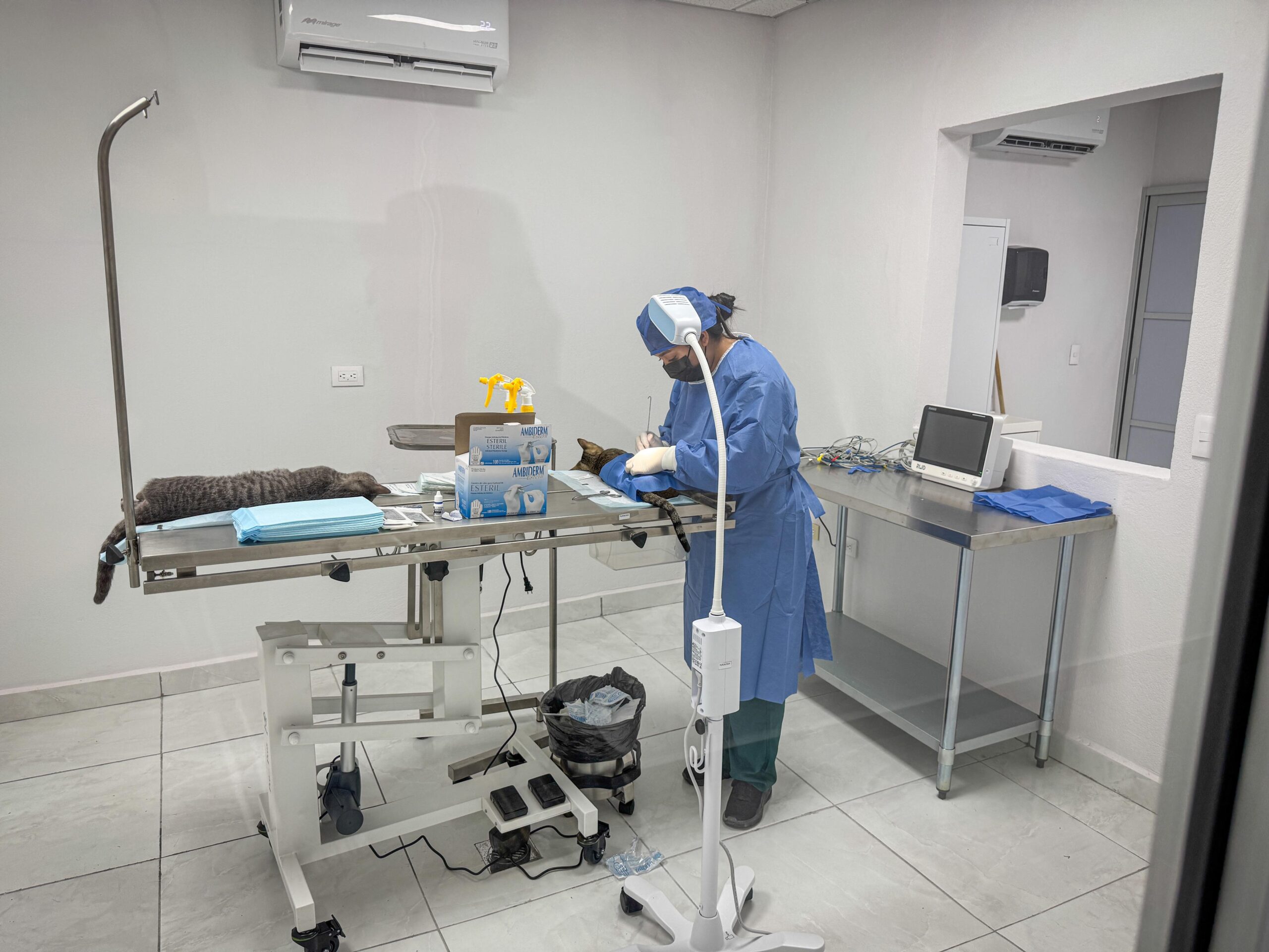 Esterilización gratuita en Centro de Control Animal