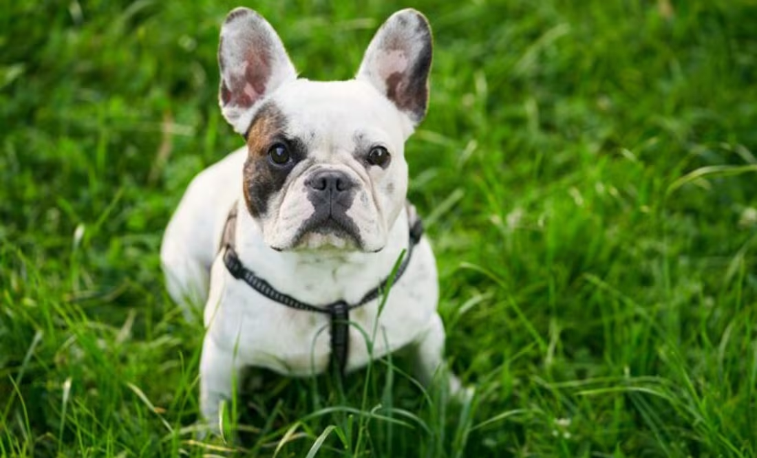 La inteligencia artificial dice cuál es la mejor raza de perros de todas; la respuesta te impactará