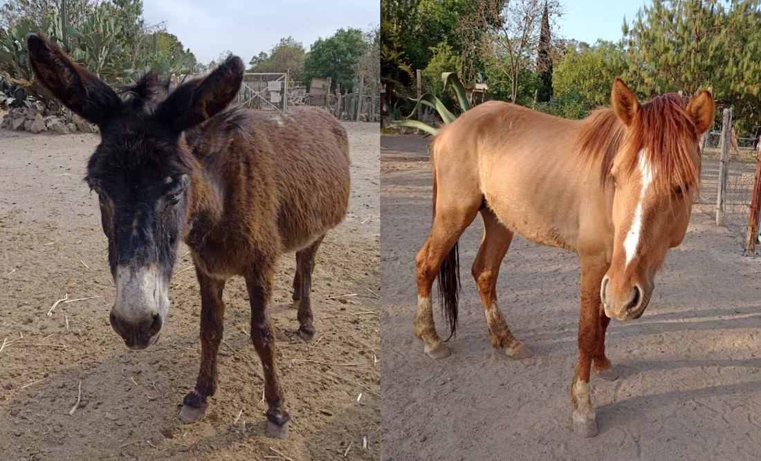 Reportan robo de burritos y caballos de «Burrolandia»; piden ayuda para localizarlos