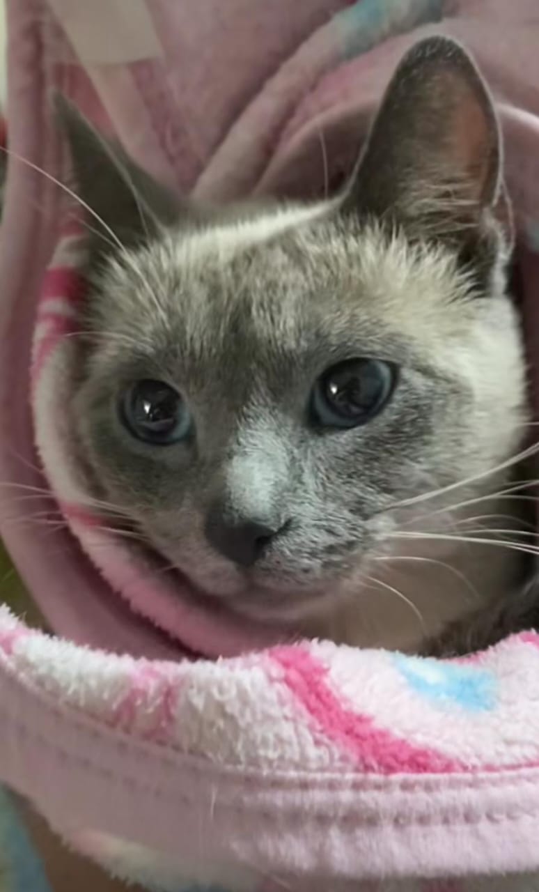 Exitosa jornada de esterilización de perro y gatos