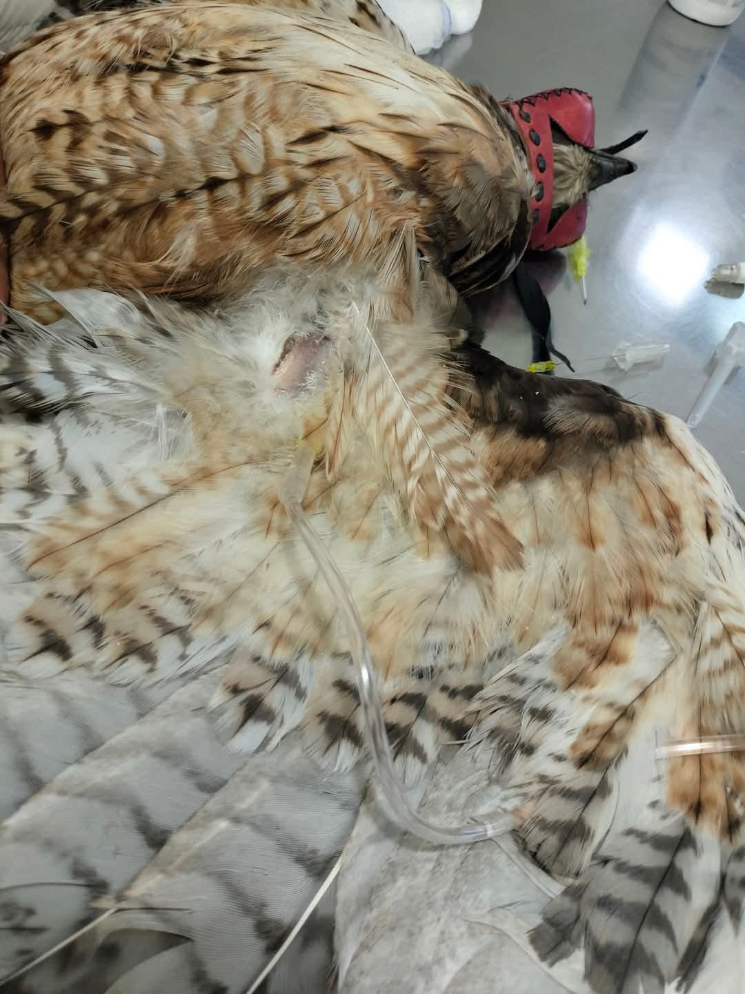 Aguililla cola roja muere intoxicada