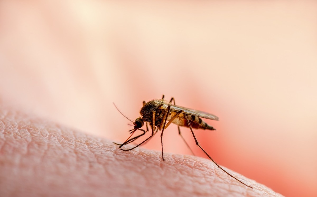 Implementará Salud acciones contra dengue