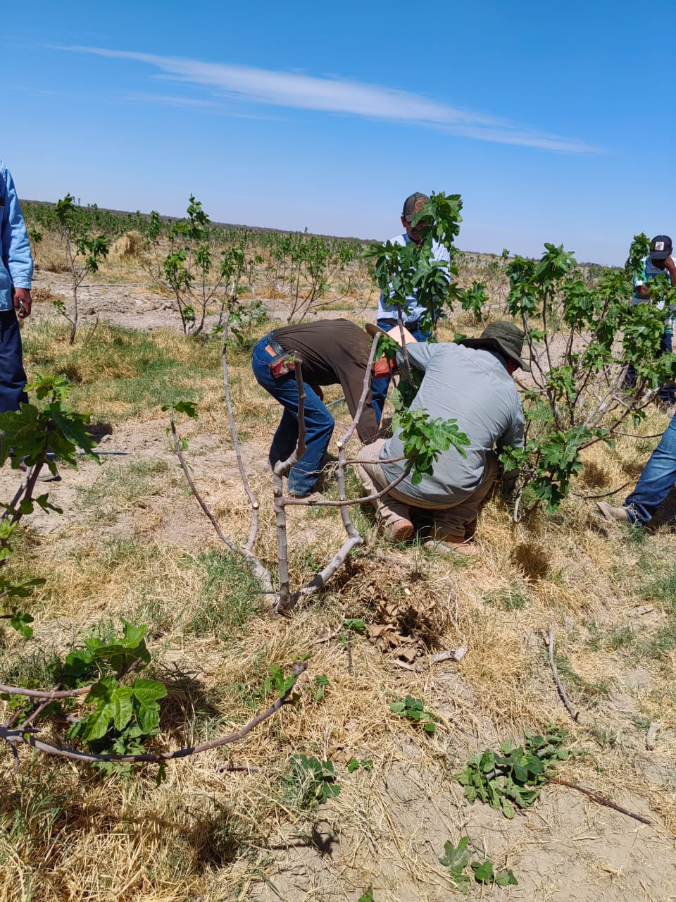 Impulsan la siembra del higo en Coahuila