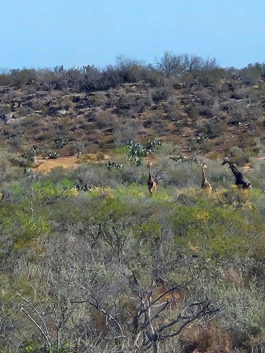 Aparecen Jirafas en brechas de Coahuila