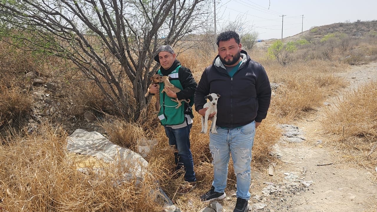 Rescatan a perrita y a sus crías abandonadas